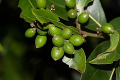 Cryptocarya lifuensis