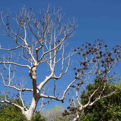 Gyrocarpus americanus