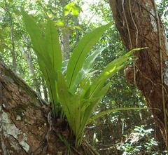 Microsorum punctatum