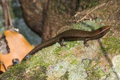 Caledoniscincus atropunctatus