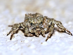 Stephanopis altifrons