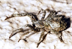 Stephanopis altifrons