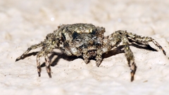 Stephanopis altifrons