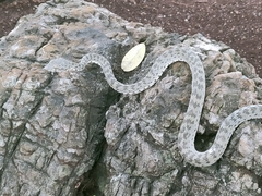 Trimeresurus kanburiensis