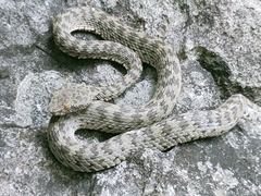 Trimeresurus kanburiensis