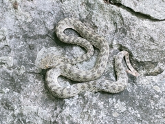 Trimeresurus kanburiensis