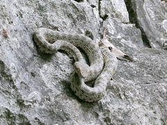 Trimeresurus kanburiensis