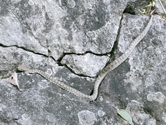 Trimeresurus kanburiensis