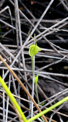 Pterostylis puberula