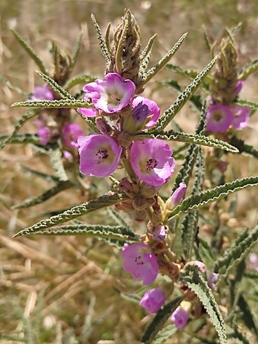copper globemallow (Sphaeralcea angustifolia)