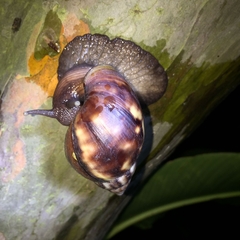 Lissachatina fulica