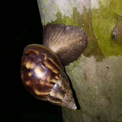 Lissachatina fulica