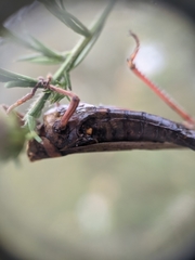 Entomophaga grylli