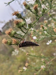 Entomophaga grylli