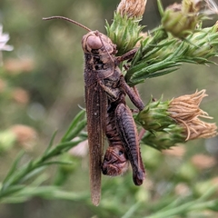 Entomophaga grylli