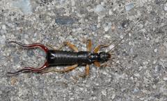 Forcipula decolyi