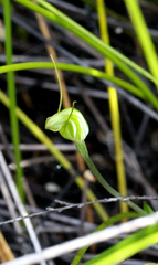 Pterostylis puberula