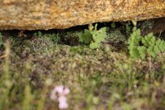 Selaginella gracillima