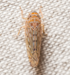 Osbornellus rotundus