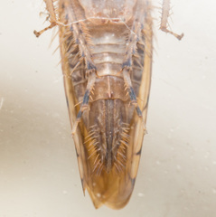 Osbornellus rotundus