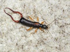 Forcipula decolyi
