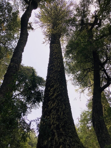 Araucaria araucana