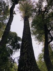 Araucaria araucana — photo 3