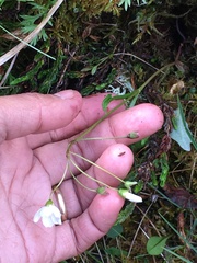 Claytonia tuberosa