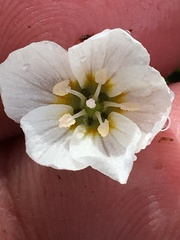 Claytonia tuberosa