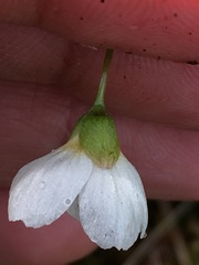 Claytonia tuberosa