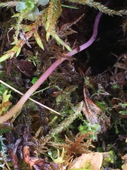Claytonia tuberosa