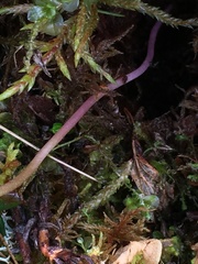 Claytonia tuberosa