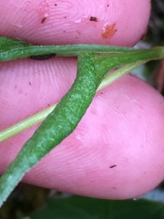 Claytonia tuberosa