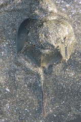 Tachypleus tridentatus