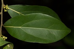 Cryptocarya lifuensis