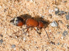 Timulla ferrugata