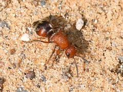Timulla ferrugata