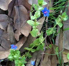 Lysimachia arvensis caerulea