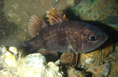 Apogonichthyoides niger