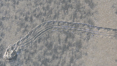 Tachypleus tridentatus