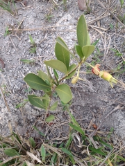 Eugenia involucrata
