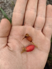 Eugenia involucrata