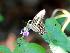Graphium macfarlanei