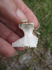 Sternotherus