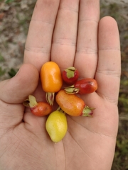Eugenia involucrata