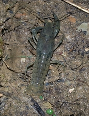 Cambarus striatus