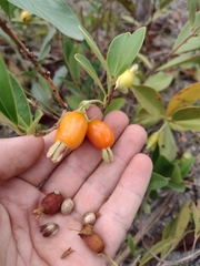 Eugenia involucrata