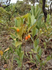 Eugenia involucrata