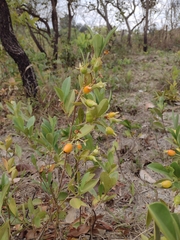 Eugenia involucrata