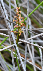 Genoplesium pumilum